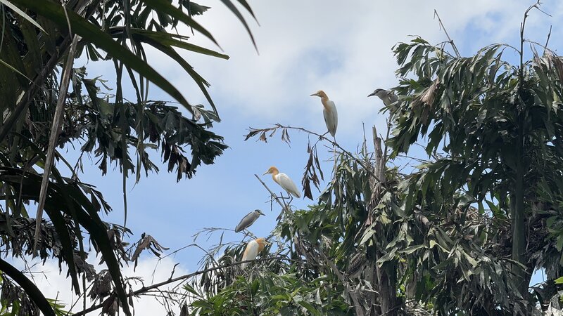 The pain of seeing wild birds in Tra On gradually decreased due to illegal hunting. Photo: Hoang Loc