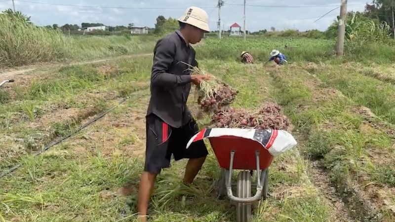 El precio de las cebollas se mantiene bajo al final de la venta. Imagen de la ciudad de Huanglong