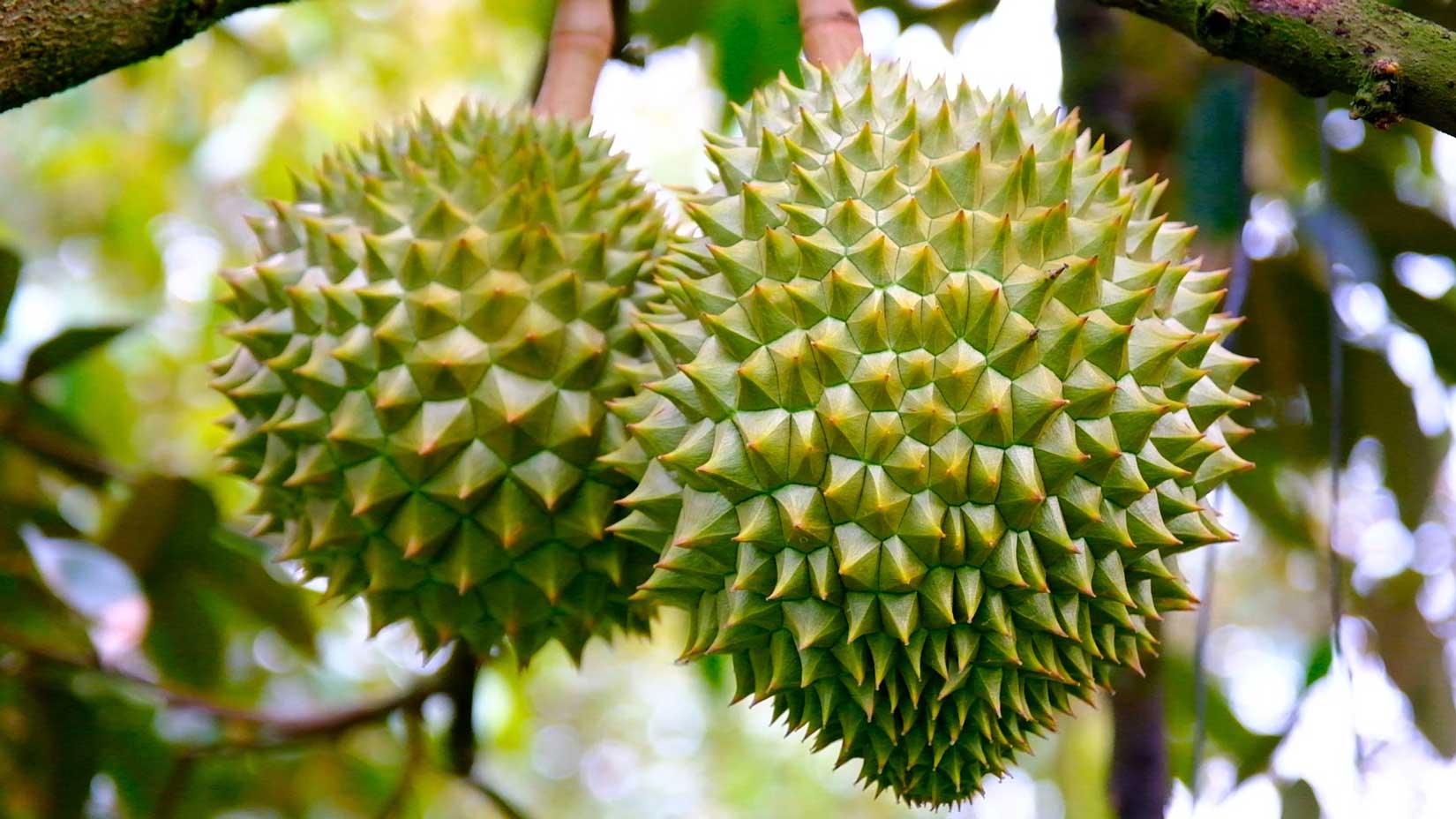 The production of agricultural products in different seasons and off-season aims to ensure supply for the domestic market and for export.