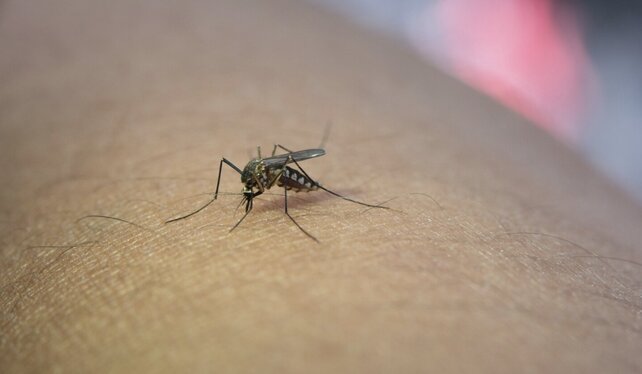 Natural mosquito repellent methods are safe for infants. Photo: Thuy Duong