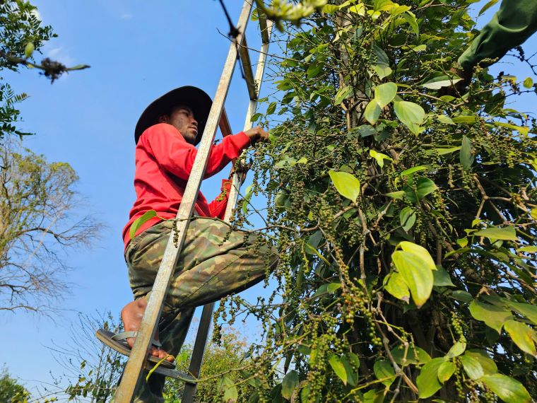 Dak Lak farmers aim to develop sustainable pepper crops. Photo: Thanh Quynh