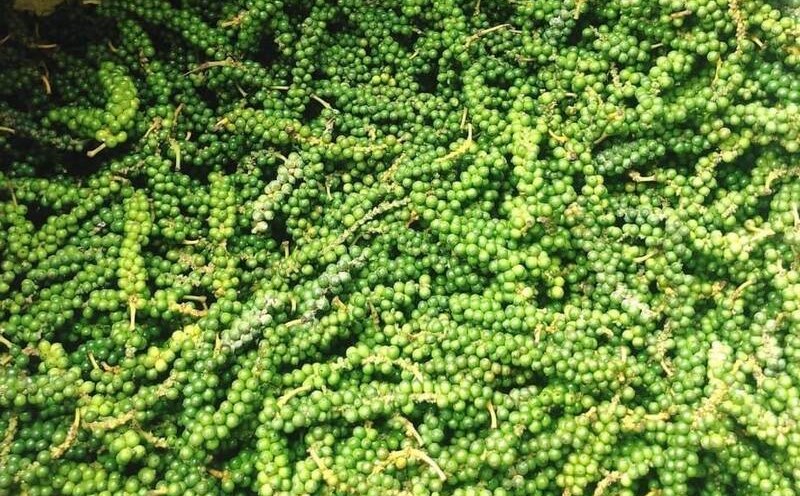 Pepper helps stabilize blood sugar. Photo: Ha May