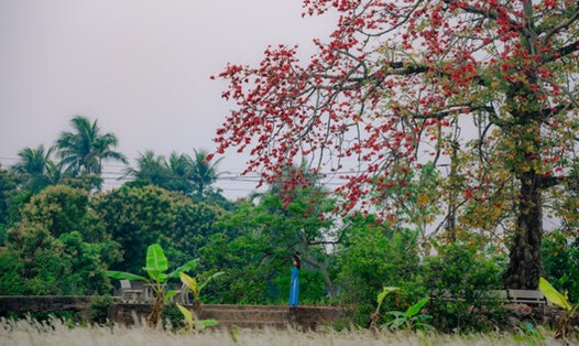 Về Hải Dương ngắm hoa gạo đỏ rực trời quê. Ảnh: Nhật Vy