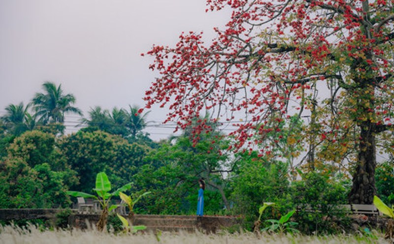 Visit Hai Duong to see the bright red rice flowers in the countryside. Photo: Nhat Vy