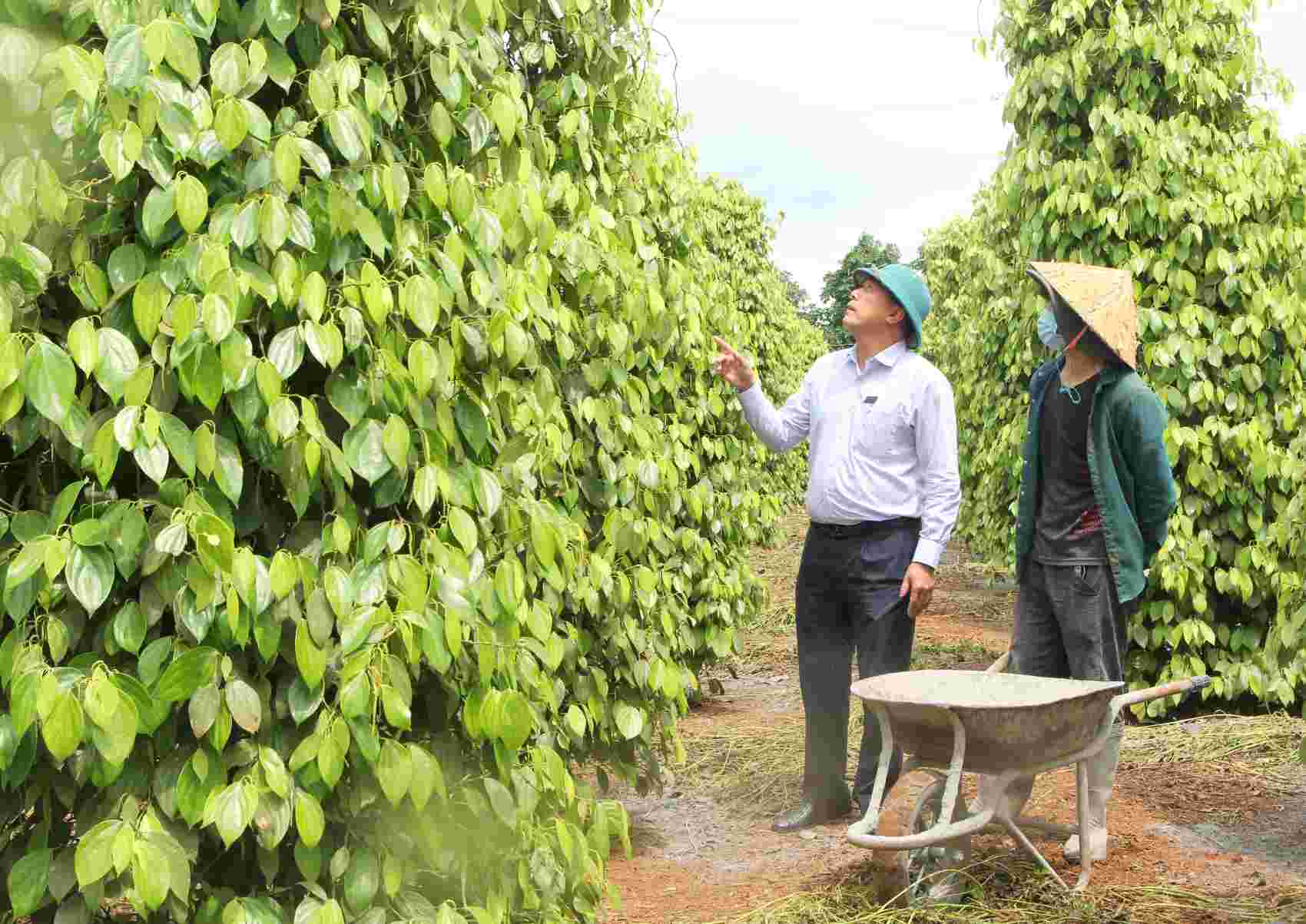 The high price of many agricultural products such as pepper, coffee, cocoa, etc. is bringing a large source of income to farmers in Dak Nong. Photo: Bao Lam