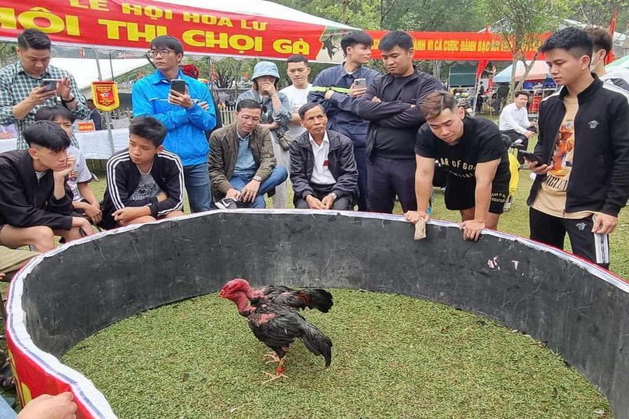 Hoi thi choi ga thu hut dong dao nguoi dan va du khach toi xem. Anh: Nguyen Truong
