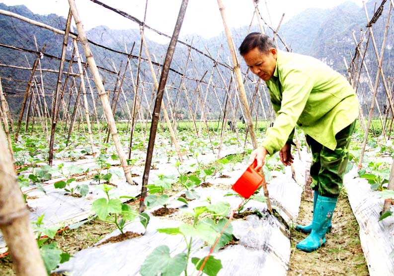 People in the mountainous district of Vo Nhai change their crop structure to adapt to drought. Photo: Vu Cong.