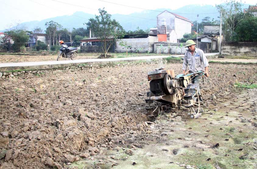 Nhung dien tich dat kho han khong phu hop trong lua da duoc chuyen doi sang cay hoa mau khac. Anh: Vu Cong.