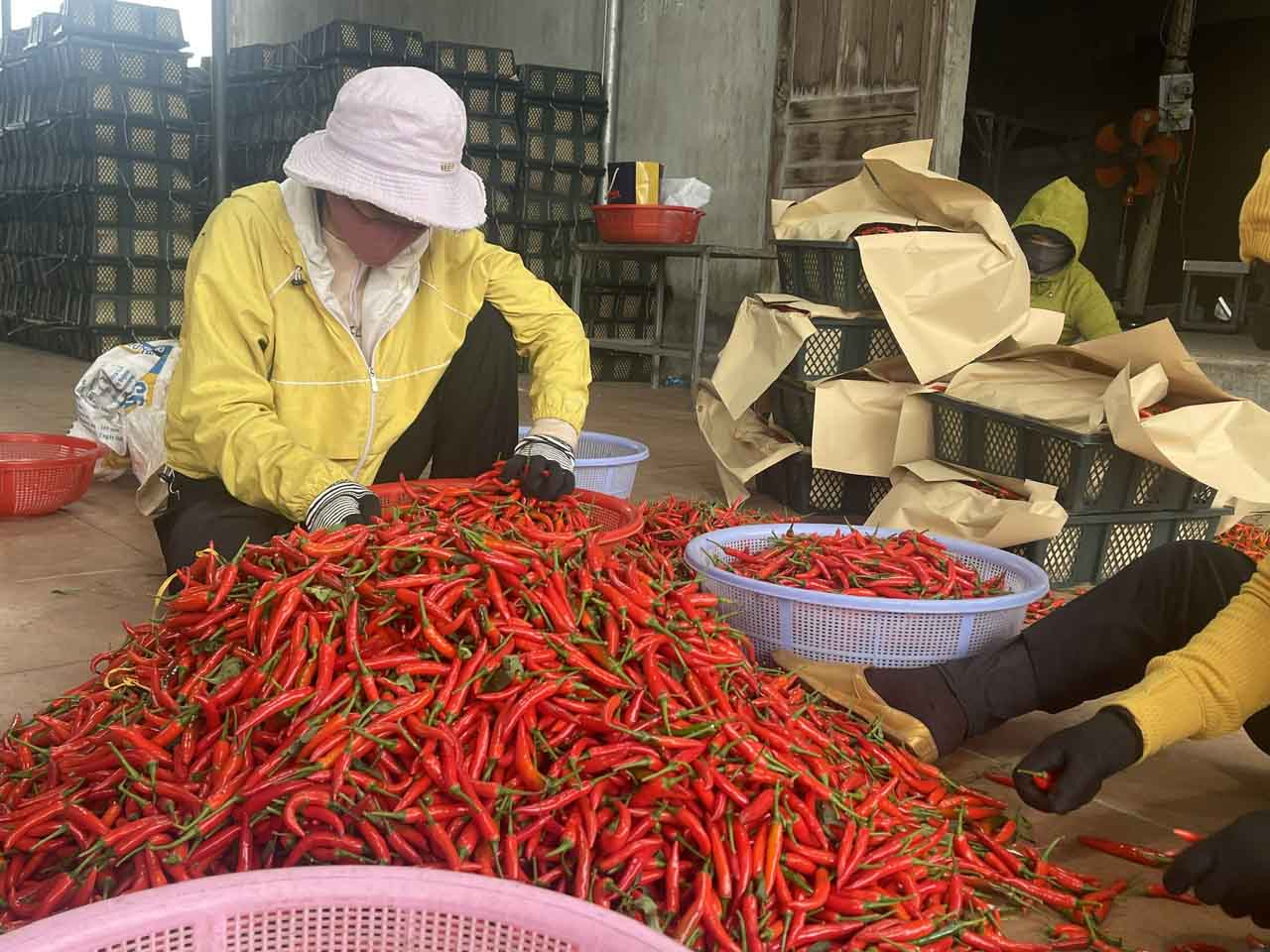 The price of chili has increased, and chili growers in Quang Ngai have made huge profits. Photo: Vien Nguyen.