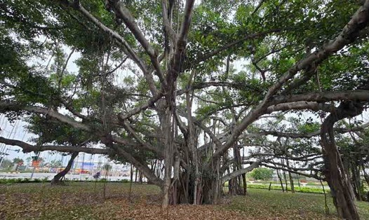 Cây si cổ thụ giữa lòng thị trấn Phú Thái (huyện Kim Thành, tỉnh Hải Dương). Ảnh: Mai Hương