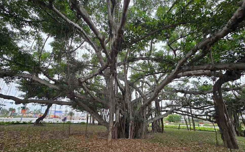 Ancient banyan tree in the heart of Phu Thai town (Kim Thanh district, Hai Duong province). Photo: Mai Huong