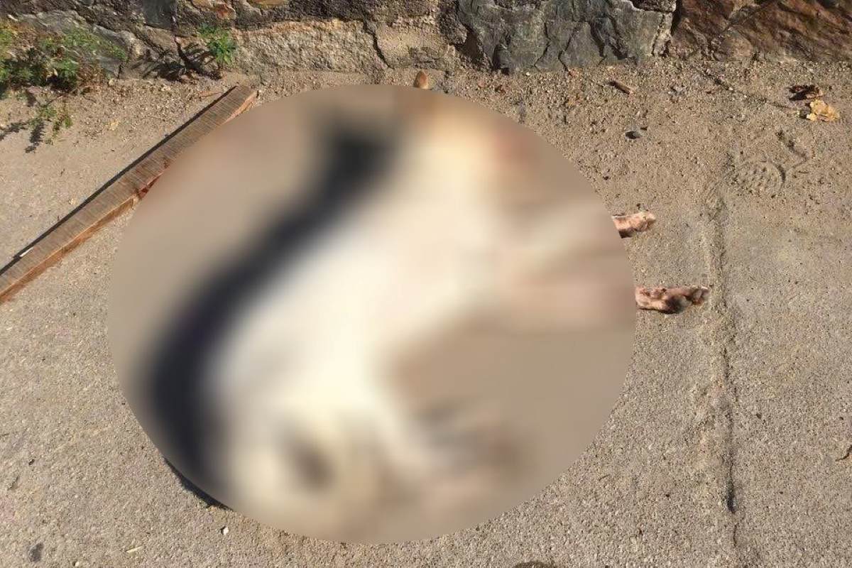 The rabid dog that bit many people in Long Son commune was handled by the people. Photo: TTYTVT
