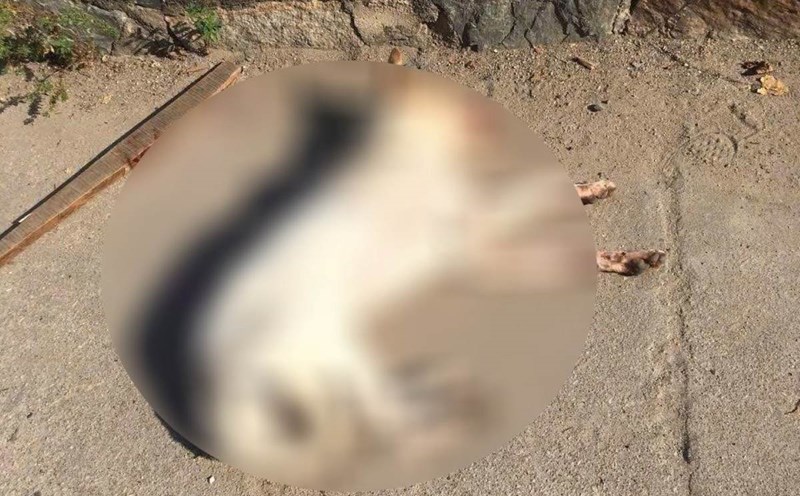 The rabid dog that bit many people in Long Son commune was handled by the people. Photo: TTYTVT