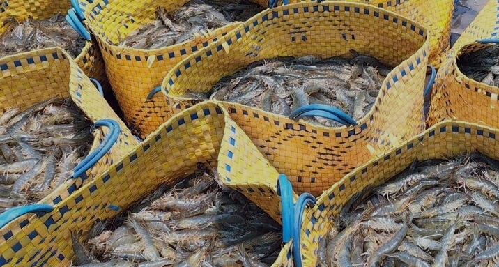 Cà Mau khuyến cáo người nuôi tôm cần bình tĩnh, không nên thu hoạch ồ ạt hoặc ngưng thả tôm. Ảnh: Nhật Hồ