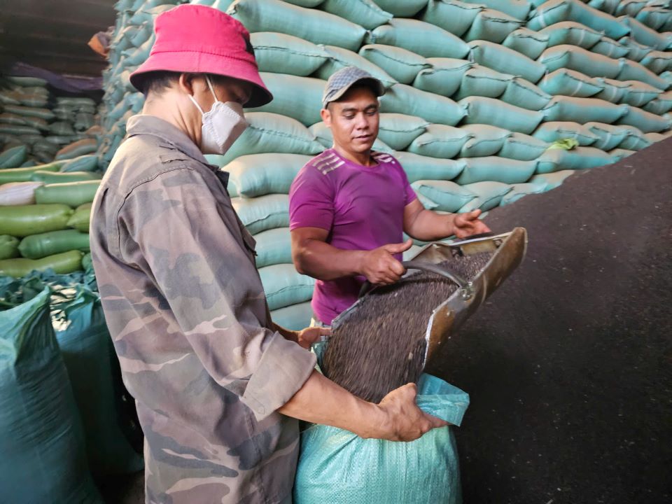 Pepper is an agricultural product with a high price at present. Photo: Thanh Quynh