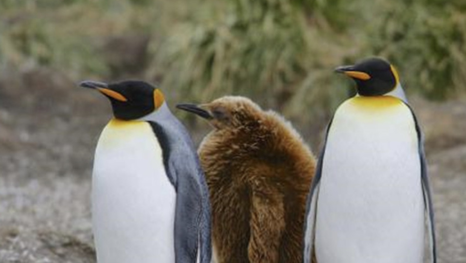 The Heard and McDonald Islands, where pitchforks live without residents, have also been taxed by the US. Photo: Xinhua