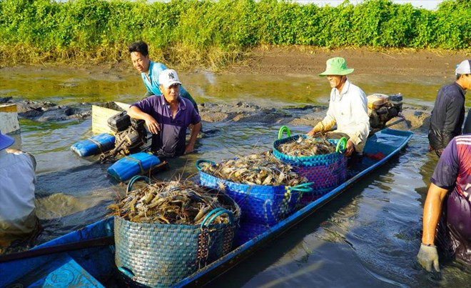 Xuat khau tom ghi nhan muc tang truong tot. Anh: Van Sy