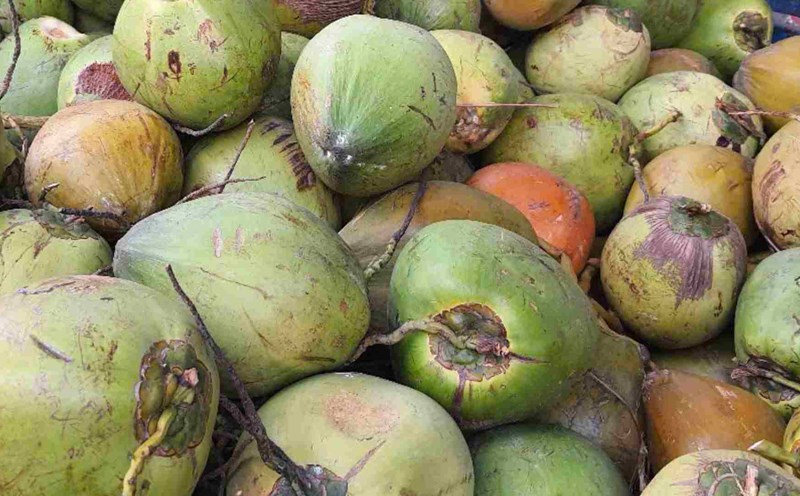 Elderly people drink coconut water good for bones and joints. Photo: Ha May