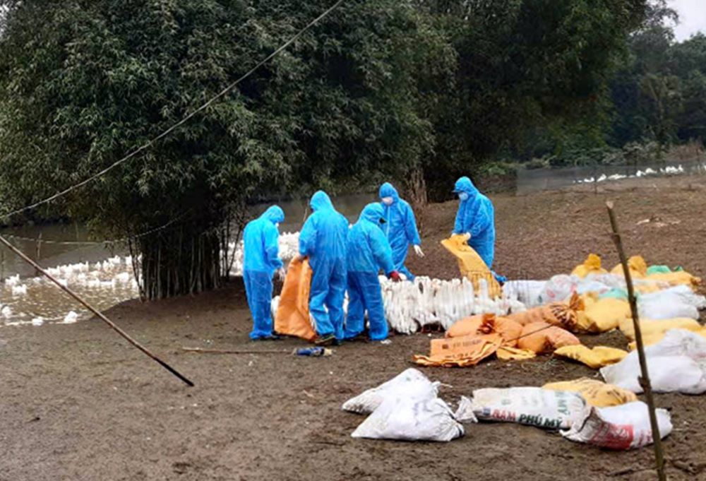 Handling ducks infected with avian influenza. Photo: Provided by the Department of Animal Husbandry and Veterinary Medicine