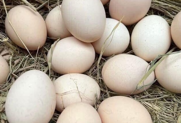 Eggs are said to be good for children but depend on the frequency of eating. Photo: Kieu Vu