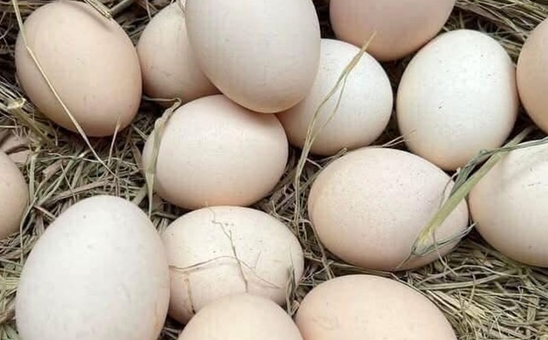 Eggs are said to be good for children but depend on the frequency of eating. Photo: Kieu Vu