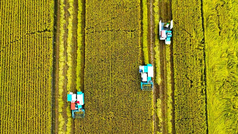 La cosecha de arroz en el Proyecto de un millon de hectareas en Can Tho. Imagen de la pagina web de la Universidad de Hong Kong