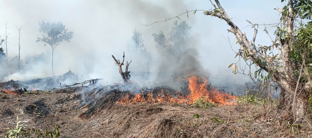 The fire occurred in the land area managed by the State and the land managed by Phu Quoc National Park. Photo: Phu Quoc City Party Committee