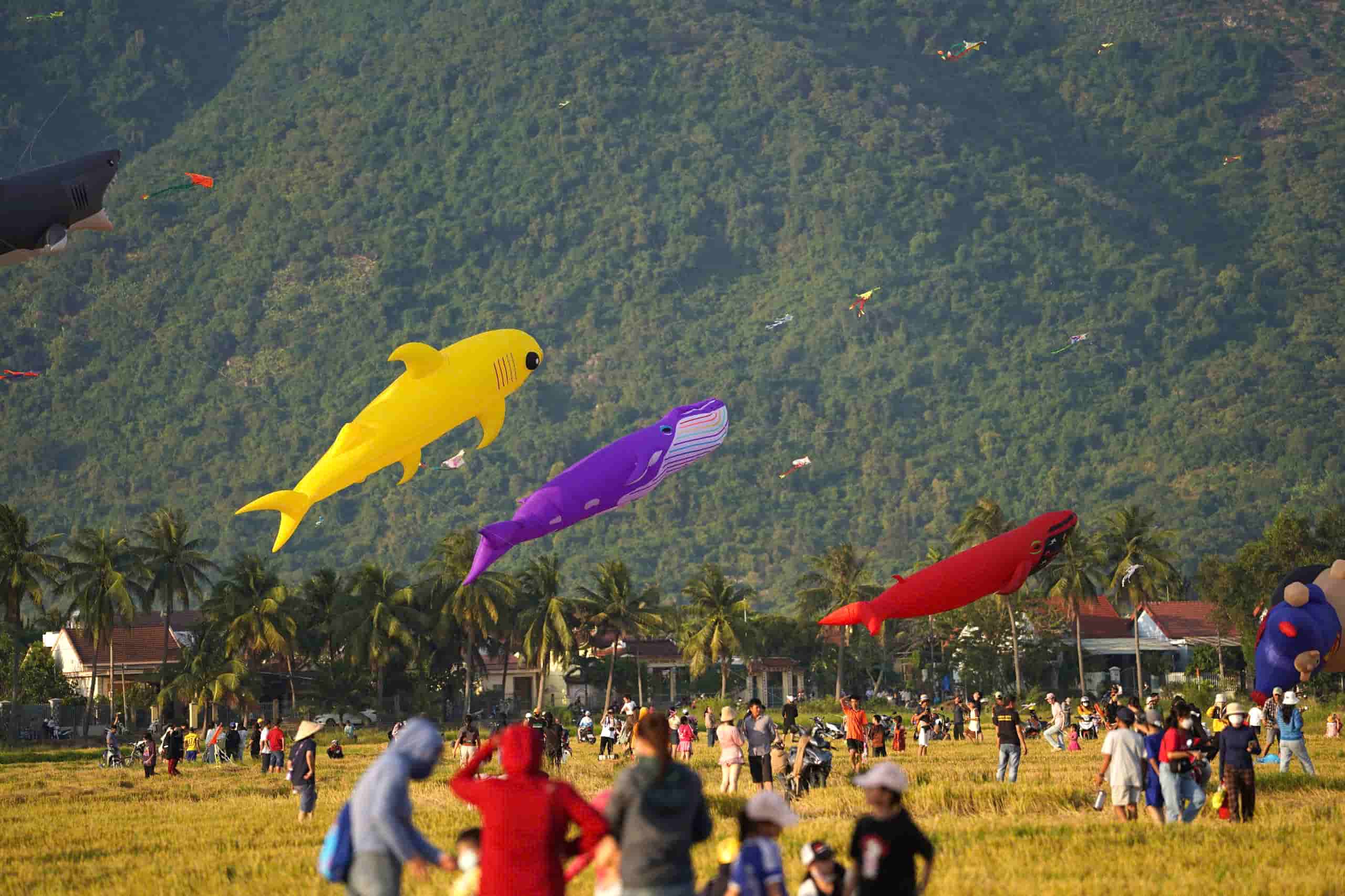 "Giant" storks flying on rice fields in Khanh Hoa attract many people and tourists. Photo: Huu Long