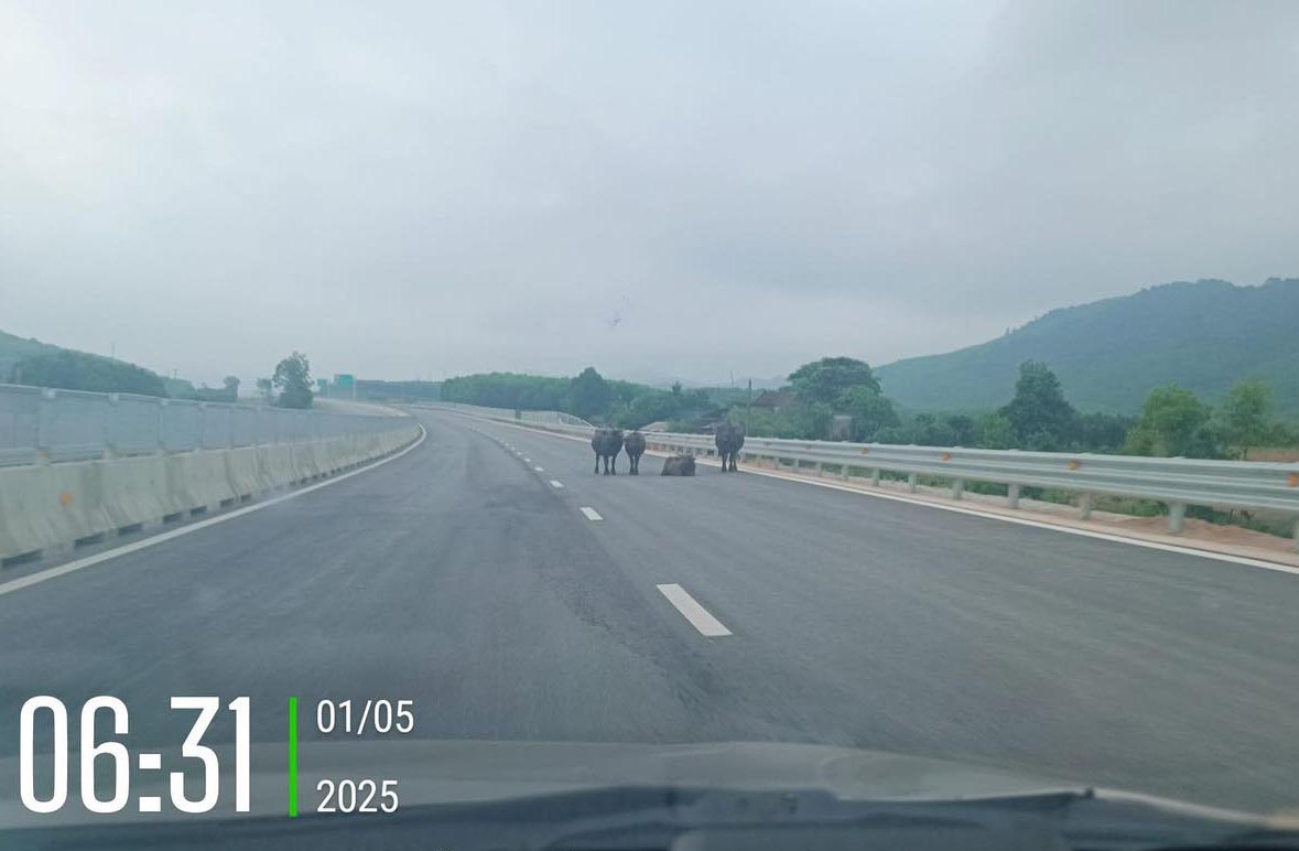 La imagen de la manada de bueyes en la autopista Ham Nghi - Vung Ang fue capturada por una camara de viaje de un automovil. Foto: Tsuen-Yuen. Se puede ver en el video.