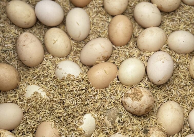 Housewives should know which foods to eat withild eggs. Photo: Kieu Vu