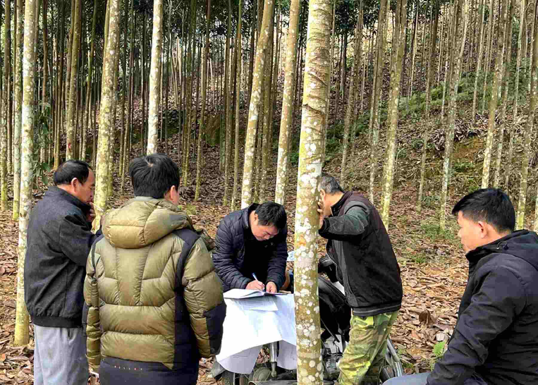 La organizacion de la obra de estadistica de la superficie, los arboles afectados por el corredor de la linea de 500kV. Foto: El equipo de la policia