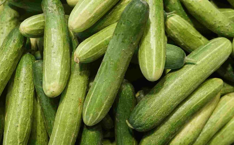 Cucumbers are a food that helps reduce the condition of rambutan stings. Photo: Thanh Thanh