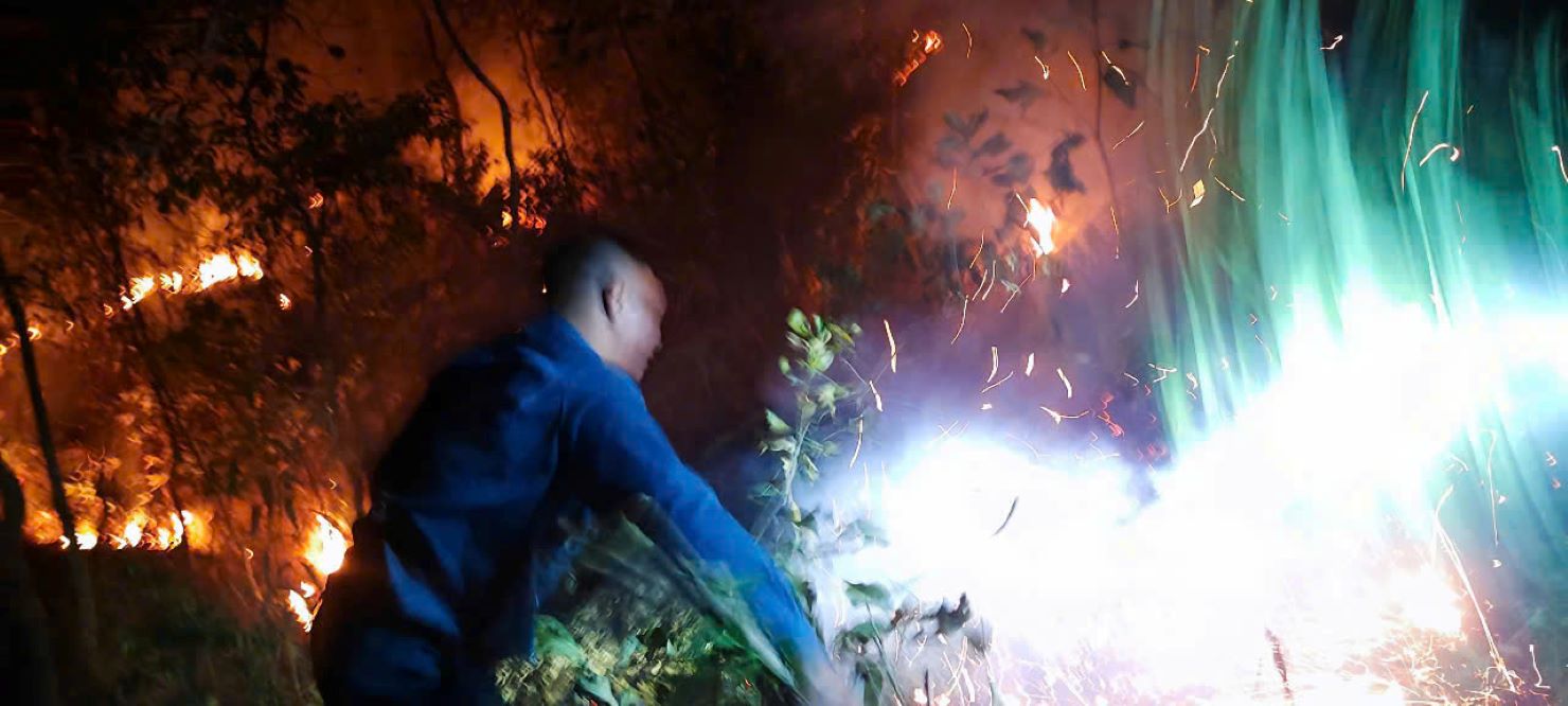 pine forest burned. Photo: Lam Hong