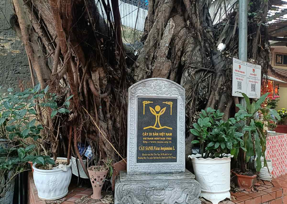 Cay sanh di san trong khuon vien den Tien Nga.