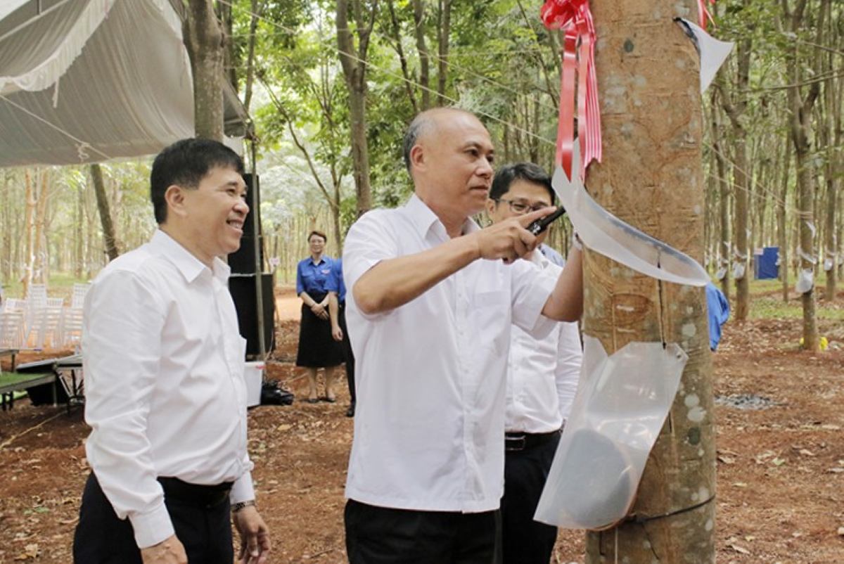 The leaders of Ba Ria Rubber Joint Stock Company carried out the first sleeves of the harvest season, and launched the Workers' Month and the Month of Action on occupational safety and health in 2025. Photo: Van Anh