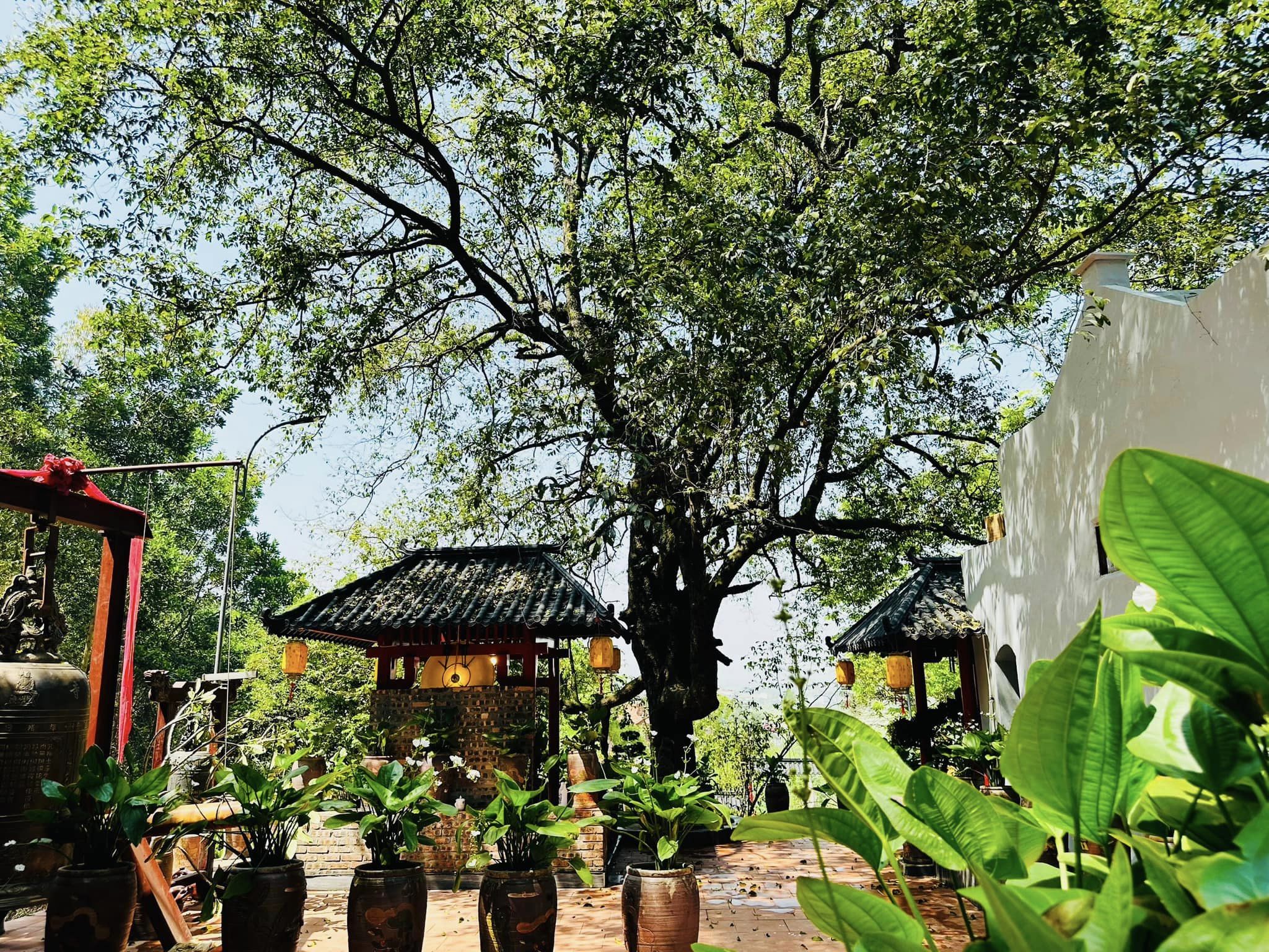Cay thi co thu trong khuon vien chua. Anh: Chua Cay Thi