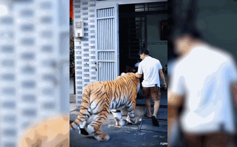 Bengal Ho suddenly appeared in a small alley in Ho Chi Minh City, causing a stir on social networks.