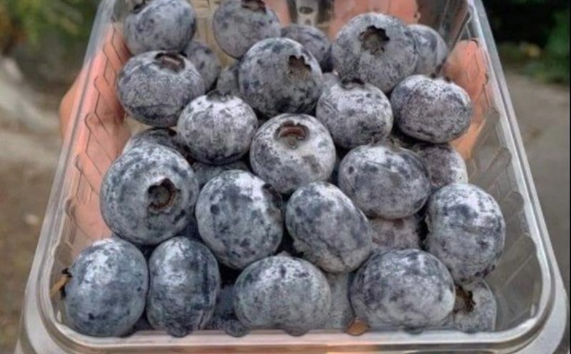 Blueberries help improve insulin sensitivity, an important factor in controlling fatty liver. Photo: Ha May.