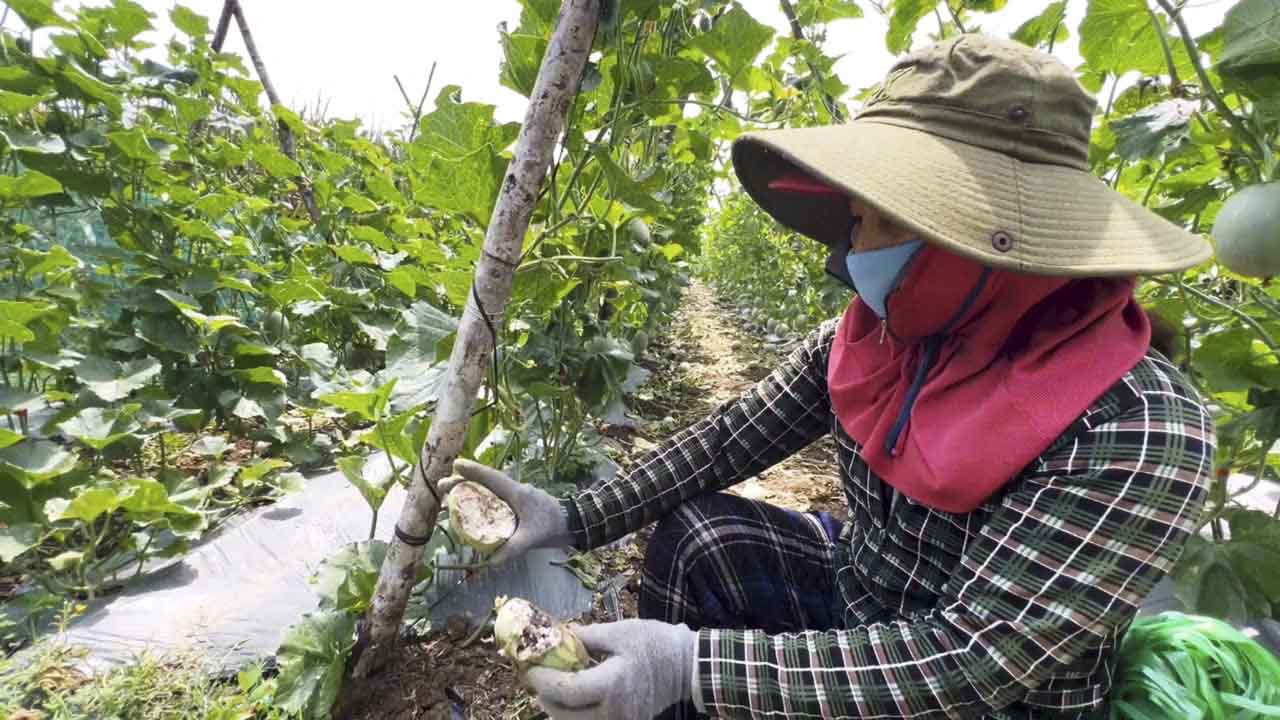 Dan khi pha ruong dua luoi cua nong dan xa Binh Tan Phu. Anh: Vien Nguyen.
