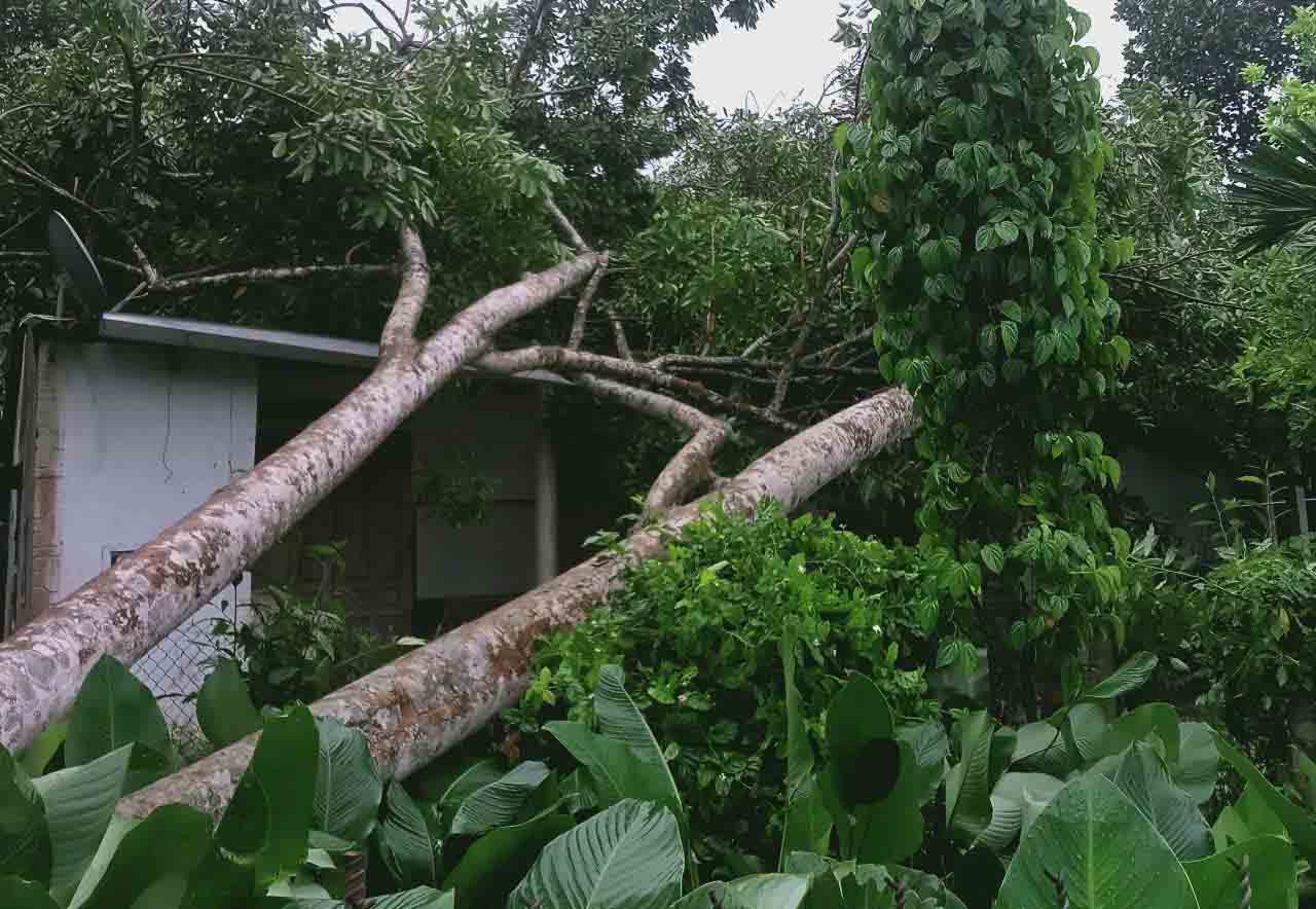 Cay do de len mai nha o huyen Huong Son. Anh: Quang Duong.