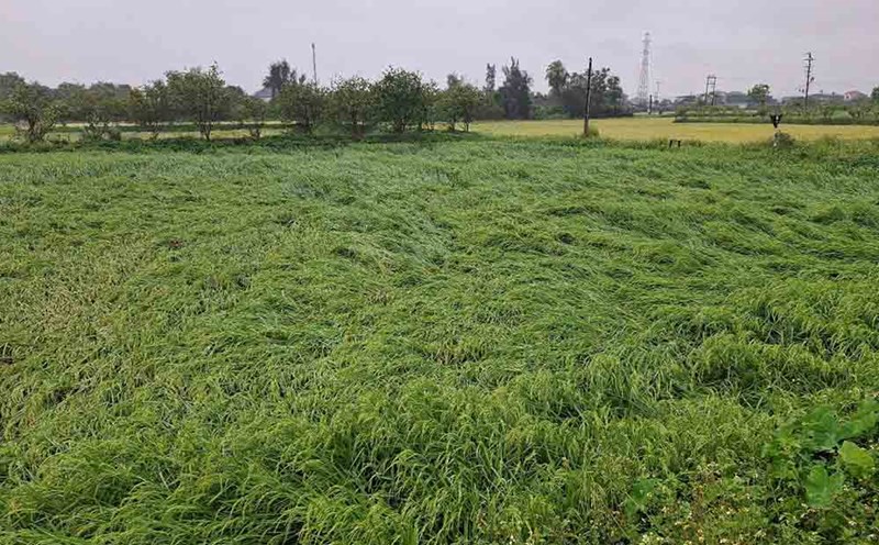 Heavy rain and strong winds caused many rice fields in Tan Lam Huong commune, Ha Tinh city to collapse. Photo: Tran Tuan