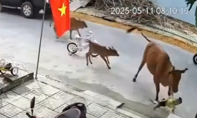 Chưa xác định được chủ sở hữu của đàn bò thả rông húc cháu bé ở Đà Nẵng