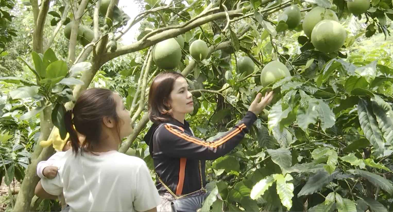 Las minorias etnicas en el distrito de Krong Nang aprenden el modelo de desarrollo de la fruta. Foto: Bao Lam