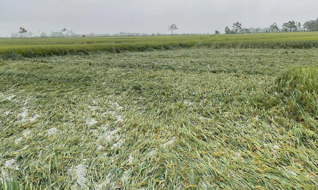 355 hectares of rice in Le Thuy district fell due to heavy rain. Photo: Van Trai