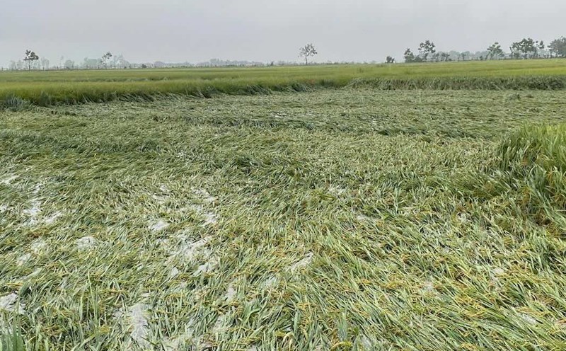 355 hectares of rice in Le Thuy district fell due to heavy rain. Photo: Van Trai