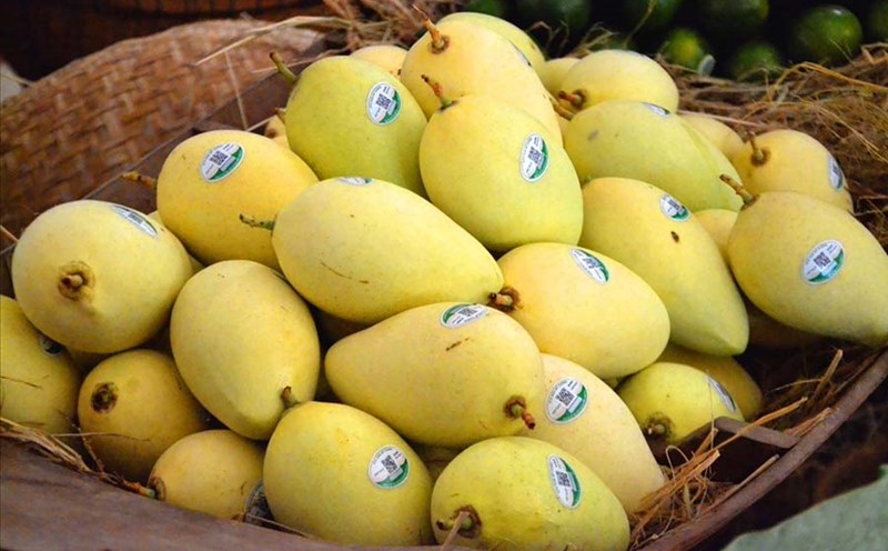 Mango is a suitable food for summer because many of its uses have been scientifically proven if eaten properly. Photo: Luc Tung