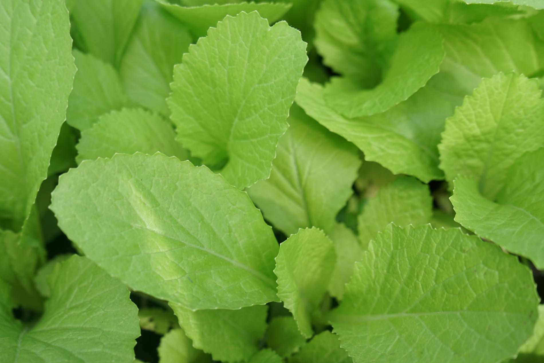 brain care comes not only through sleep and exercise but also through nutrition. The following six types of plants rich in antioxidants will help you stay alert. Photo: Thanh Thanh