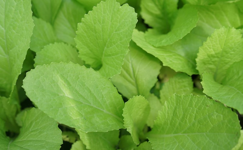 brain care comes not only through sleep and exercise but also through nutrition. The following six types of plants rich in antioxidants will help you stay alert. Photo: Thanh Thanh