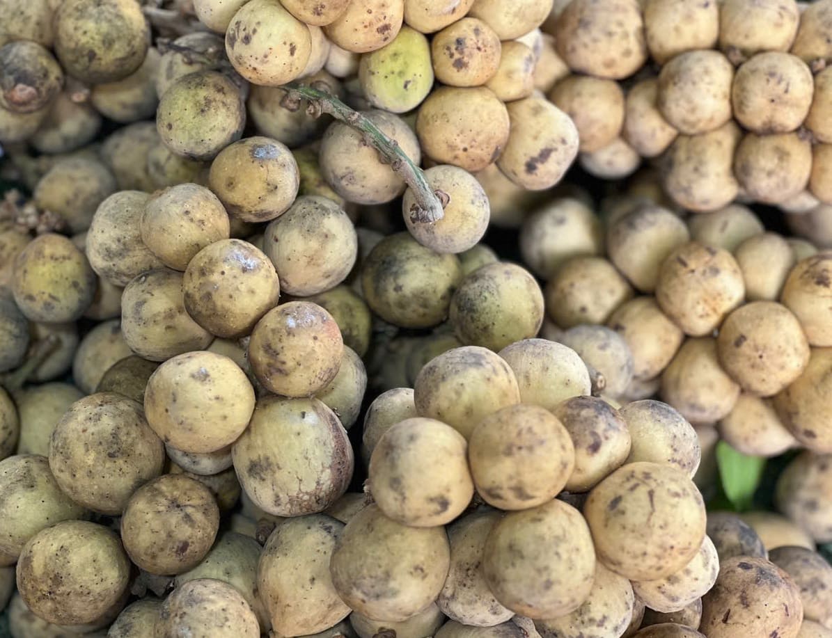 La huella de la baya es una fruta de verano que se come regularmente para ayudar a la diarrea, ayudar a la digestion. Foto: Quang Minh. El hombre que hizo la foto.