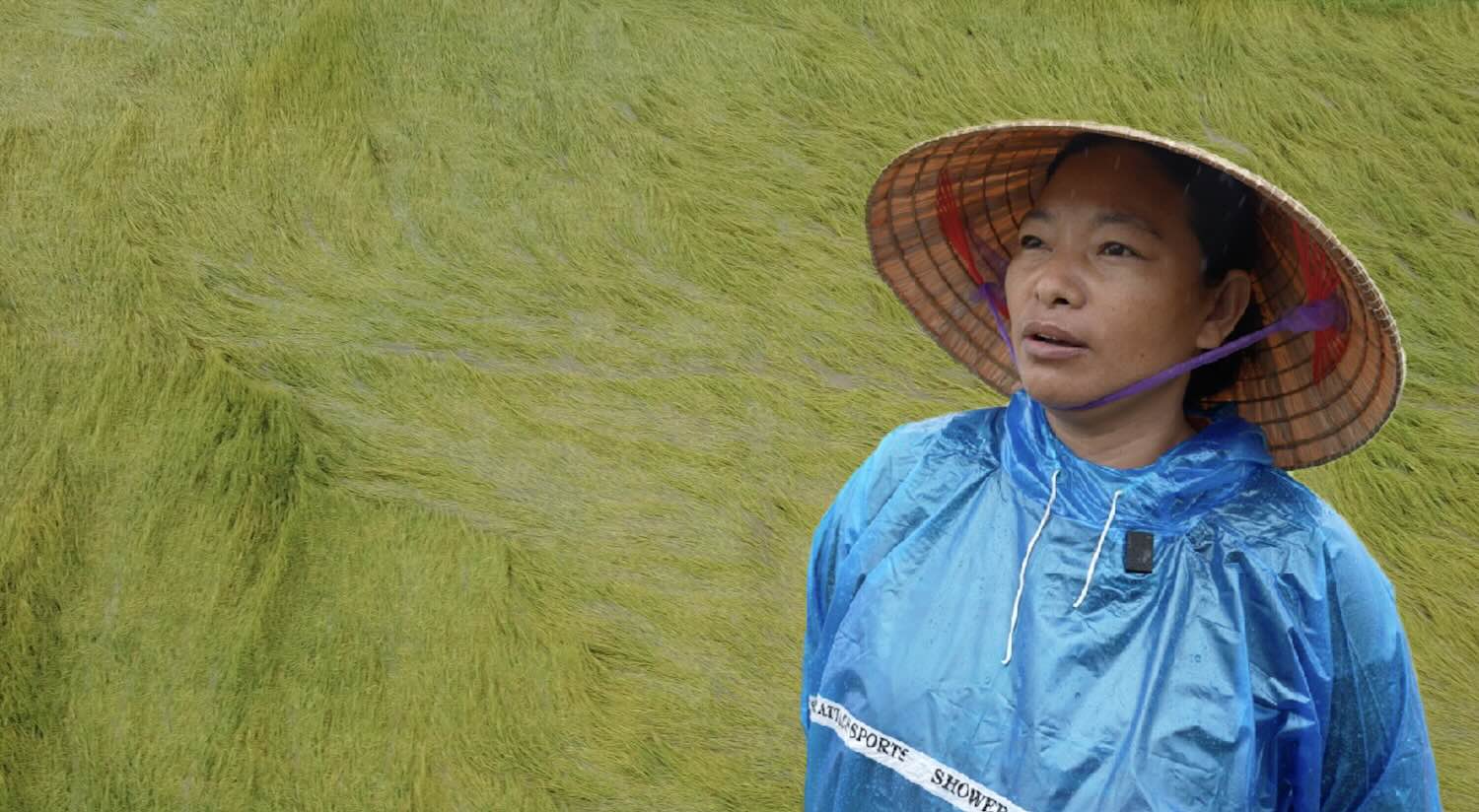 Los agricultores sufren cuando las fuertes lluvias y vientos derribaron los campos de trigo en Quang Binh.
